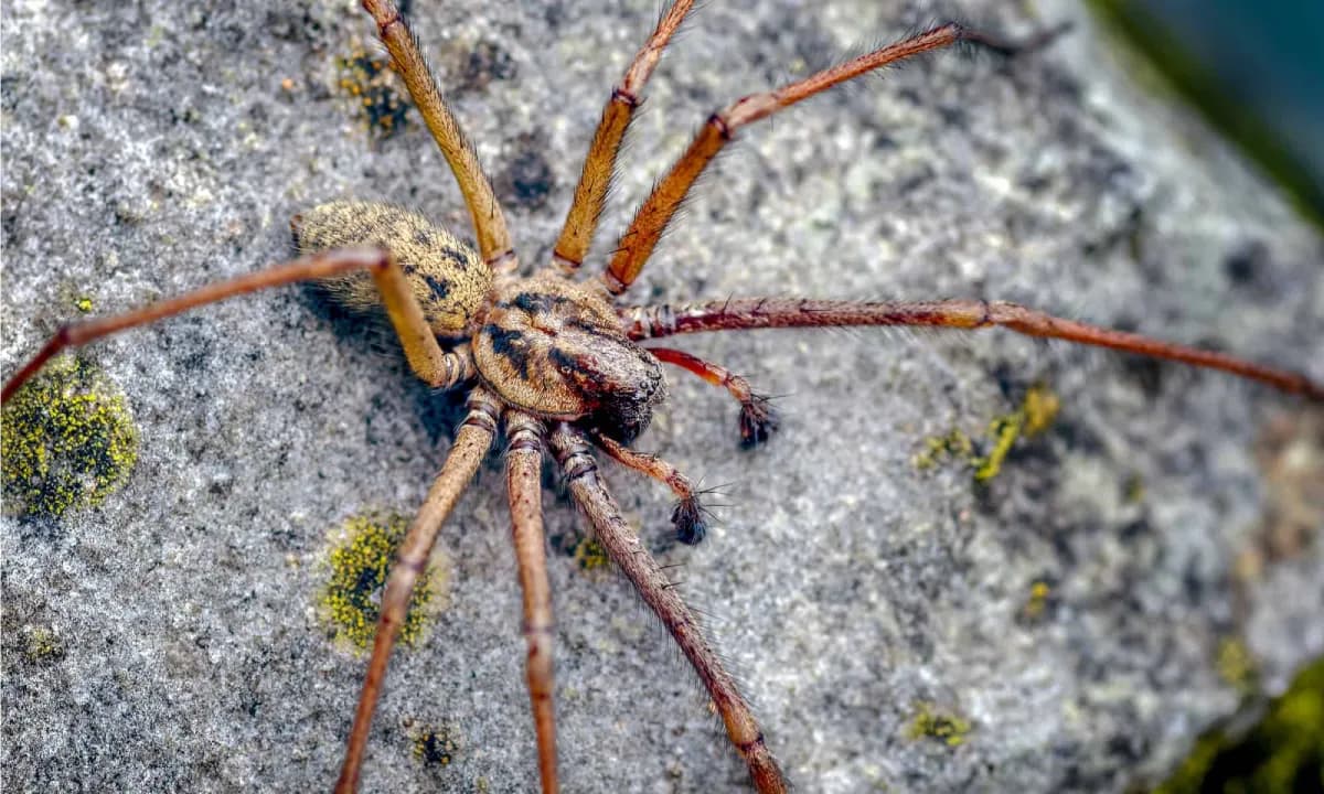 The Giant House Spider